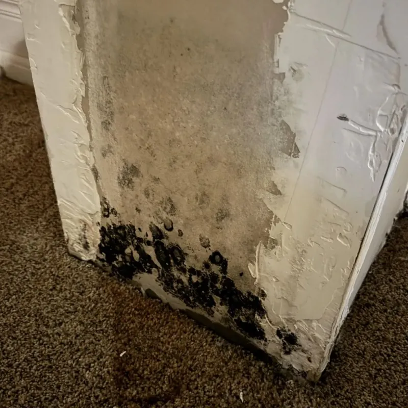 Professional Mold Removal in Redfield, SD